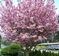Image result for Rum Cherry Tree