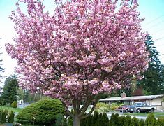 Image result for Grafting Cherry Trees