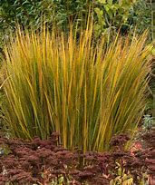 Image result for Panicum virgatum Northwind