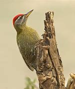 Image result for Picus xanthopygaeus