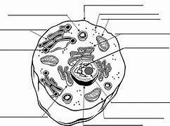 Image result for Human Cell On a Slide