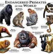 Primates 的图像结果