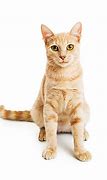 Image result for Orange Tabby Cat Long Hair