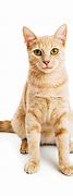 Image result for Adult Orange Tabby Cat