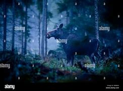 Image result for Cow Moose Images