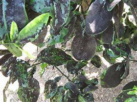 Image result for Black Sooty Mold On Plants