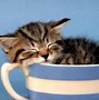 Image result for Kittens in Cups