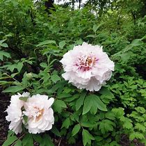 Image result for Paeonia rockii Zong Ban Xue Fei