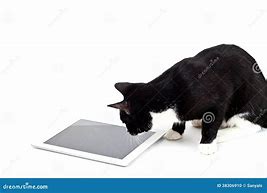 Image result for Cat with Tablet PFP