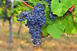 Image result for Merlot Grape Seeds