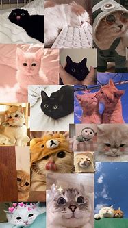 Image result for Cat Wallpaper for Laptop 4K