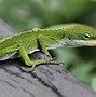 Image result for Green Alone Lizard