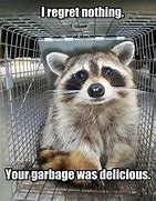 Image result for Raccoon Funny Animal Memes