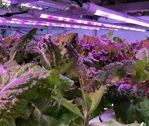 Image result for Vertical Farming Holland