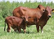 Image result for Achham Cattle