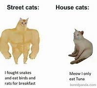 Image result for Actually Cat Meme