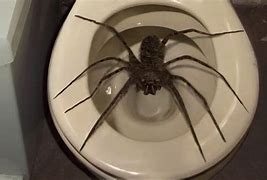 Image result for World Most Biggest Spider