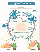 Image result for Arrangement of Neurons in Brain