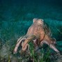 Image result for Human Baby Iwith Octopus Head