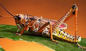 Image result for Cartoon Crickets Chirping
