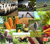 Image result for agropec7ario