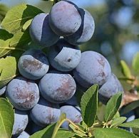 Image result for Prunus domestica Czar