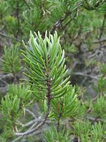 Image result for Pinus banksiana Beehive