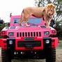 Image result for South African Marauder
