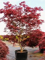 Image result for Acer Palmatum Bloodgood Tree