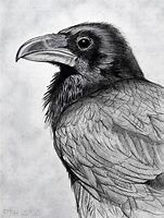 Image result for Raven Draw