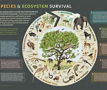 Image result for Animal Ecosystem Diagram