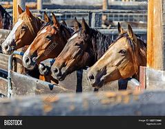 Image result for Rodeo Bucking Horses