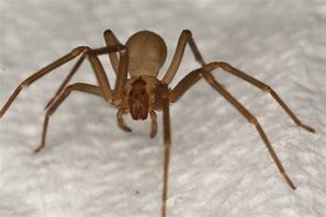 Image result for Florida Brown Spider
