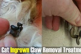 Image result for Ingrown Cat Claw