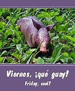 Image result for Armadillo by Morning Meme