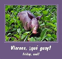 Image result for Armadillo Friday Meme