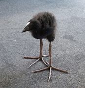 Image result for Damn Bird with Big Feet