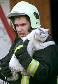 Image result for Firefighter Cat Meme