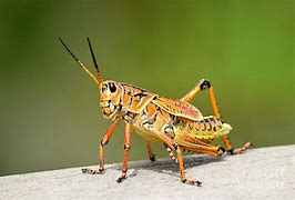 Image result for Giant Orange Grasshopper