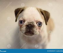 Image result for Pug with Blue Eyes