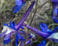 Image result for Petrified Forest Plants