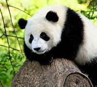 Image result for Oso Panda Animal