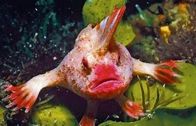 Image result for The Rarest Fish in the World