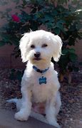 Image result for Maltipoo Phone Case