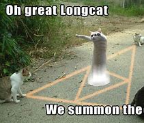 Image result for Long Cat Meme