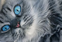Image result for Persian Cat with Blue Eyes