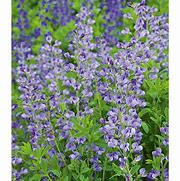 Image result for BAPTISIA AUSTRALIS