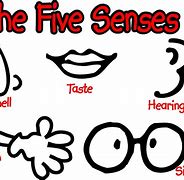Image result for Five Senses Activities for Pre-K Teachers Pay Teacher