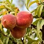 Image result for Combination Apple Trees