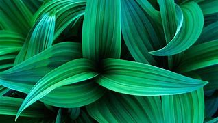 Image result for Green Computer Wallpaper